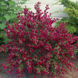 Giesta das vassouras 'Boskoop Ruby'